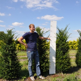 Taxus baccata 150-175 cm