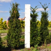 Taxus baccata 175-200 cm