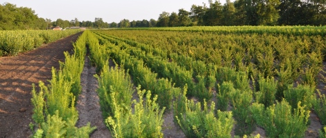 Taxus m. 'Hicksii'